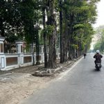Lelang Pohon Peneduh di Bojonegoro Rampung, Total Terjual Rp. 31,35 Juta