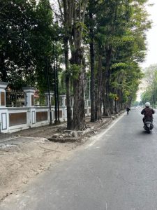 Lelang Pohon Peneduh di Bojonegoro Rampung, Total Terjual Rp. 31,35 Juta