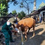 Disnakkan Bojonegoro Terjunkan Tim saat Penyembelihan Hewan Kurban, Pastikan Daging Layak Konsumsi