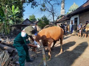Disnakkan Bojonegoro Terjunkan Tim saat Penyembelihan Hewan Kurban, Pastikan Daging Layak Konsumsi