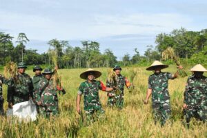 Program Ketahanan Pangan, Kodim 1710/Mimika Panen Padi Perdana