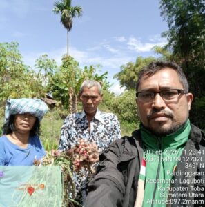Panen Perdana Bawang Merah di Desa Pardinggaran, Toba: Hasil Bantuan Dinas Pertanian