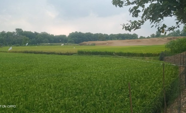 Foto: Hasil pemerataan di Desa Sumberejo Bojonegoro lahan semakin produktif (dok.ist)