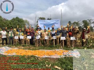 Gerakan Pengendalian Inflasi, Bupati Humbahas Panen Jagung di Paranginan