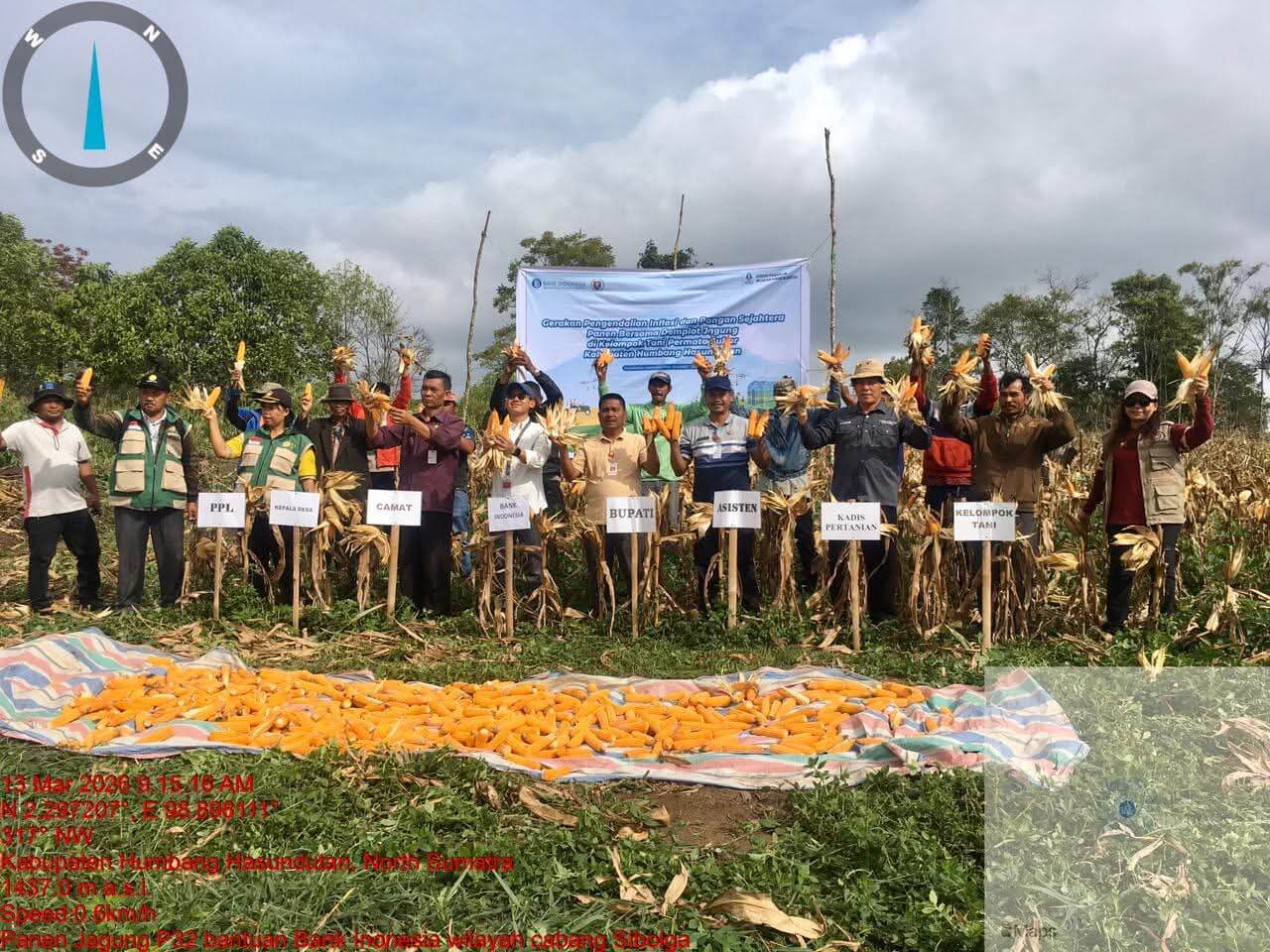 Panen jagung kelompok tani permata subur desa lobutolong kecamatan paranginan