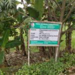 Transparansi Anggaran Desa Dayukidul Diduga Sengaja Dikaburkan