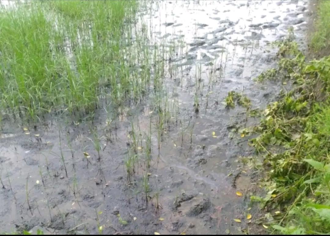 Foto: Rembesan minyak ke area persawahan petani Sukorejo dan berpotensi gagal panen