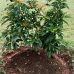 Anggaran Rp 148 Juta Terkuras, Efektivitas Program Alpukat DKPP Bojonegoro Masih Jadi  “Misteri”