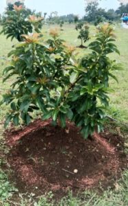 Anggaran Rp 148 Juta Terkuras, Efektivitas Program Alpukat DKPP Bojonegoro Masih Jadi  “Misteri”