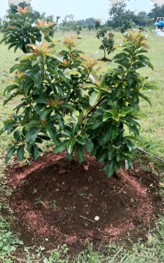 Foto: Pohon alpukat yang sudah ditanam (dok.ist)