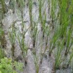 Petani Campurjo Menanti Janji Pemulihan Lahan yang Macet Sejak 2017