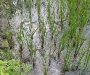 Dituduh Rekayasa Laporan, Petani Campurjo Menanti Janji Pemulihan Lahan yang Macet Sejak 2017