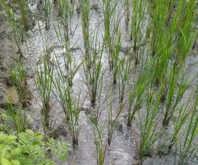 Dituduh Rekayasa Laporan, Petani Campurjo Menanti Janji Pemulihan Lahan yang Macet Sejak 2017