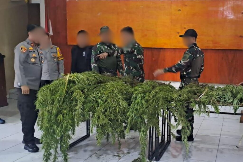 Satgas Swasembada Berhasil Ungkap Ladang Ganja, Puluhan Tanaman Siap Panen Diamankan di Pegunungan Bintang