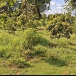 Krisis Air Hantui Proyek Alpukat Dander, Ancaman Gagal Total Kian Nyata