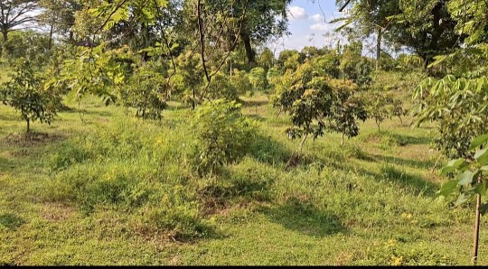 Foto: Pohon alpukat di Dander yang masih kekurangan air(dok.ist)