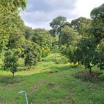 Kokobo Dander Tak Sekadar Penghijauan, Menuju Agrowisata Berkelanjutan