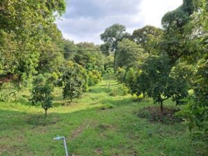 Kokobo Dander Tak Sekadar Penghijauan, Menuju Agrowisata Berkelanjutan