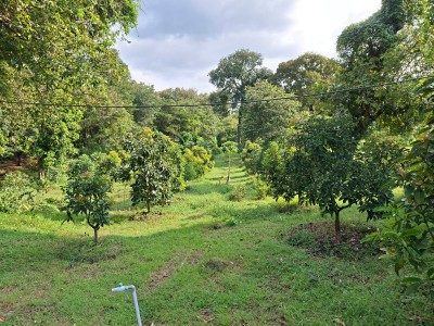 Foto: Tanaman 2 tahun lalu di area Kokobo dander Bojonegoro