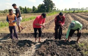 Hadapi Ancaman Kemarau, PDIP Bojonegoro Ajak Petani Temayang Beralih Tanam Jagung