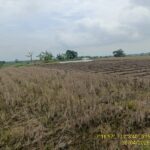 Layu di Lumbung Sendiri: Nestapa Petani Kedungadem dan Bungkamnya DKPP