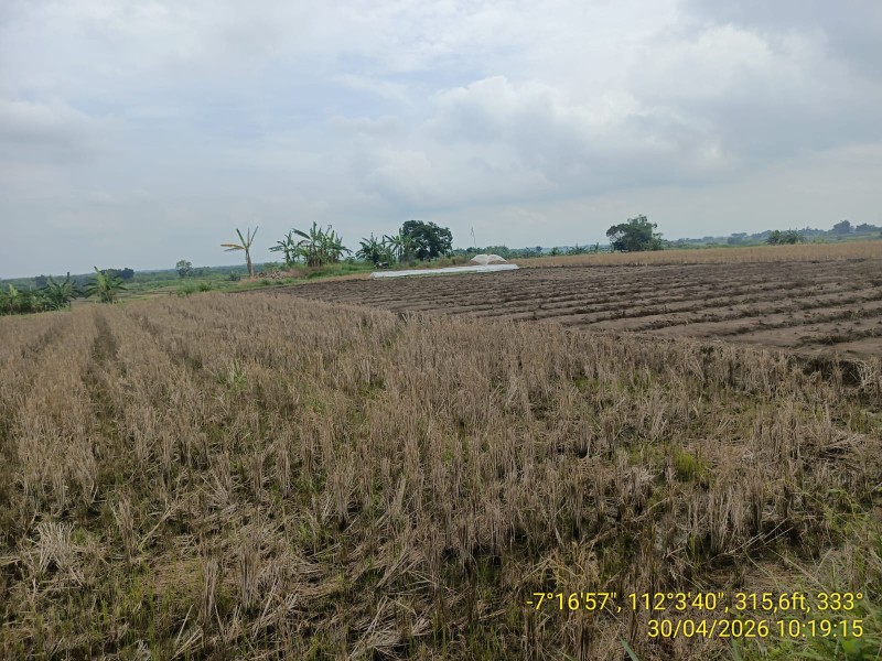 Foto: Lahan pertanian di kecamatan Kedungadem yang terancam kering sebelum Puncak kemarau