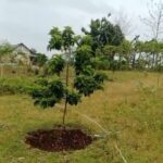 Bibit Rp148 Juta Diduga  Menghilang, Klaim DKPP Bojonegoro Berseberangan dengan Fakta Lapangan