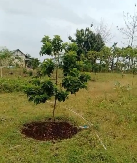 Bibit Rp148 Juta Diduga  Menghilang, Klaim DKPP Bojonegoro Berseberangan dengan Fakta Lapangan