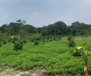 Perhutani Klarifikasi ‘Serapan Bibit’ di Dander: Hanya Dampingi, Bukan Penerima Bantuan