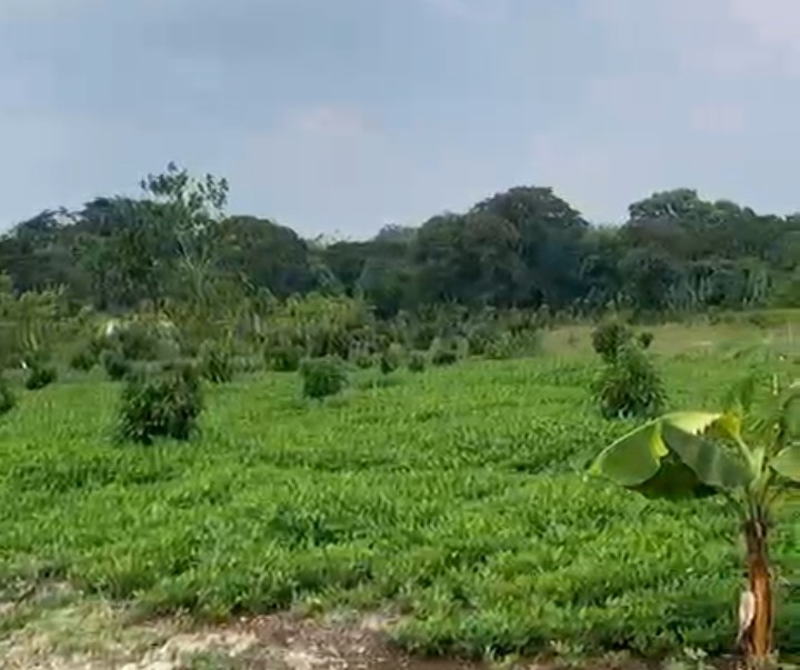 Pohon alpukat yang di tanam di Dander