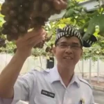 Pengadaan 1.600 Bibit Alpukat di Bojonegoro Disorot, Harga Diduga Capai Rp 92 Ribu Per Batang