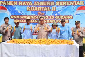 Polsek Kenjeran dan Warga Tambak Wedi Baru Gelar Panen Raya Jagung di Surabaya