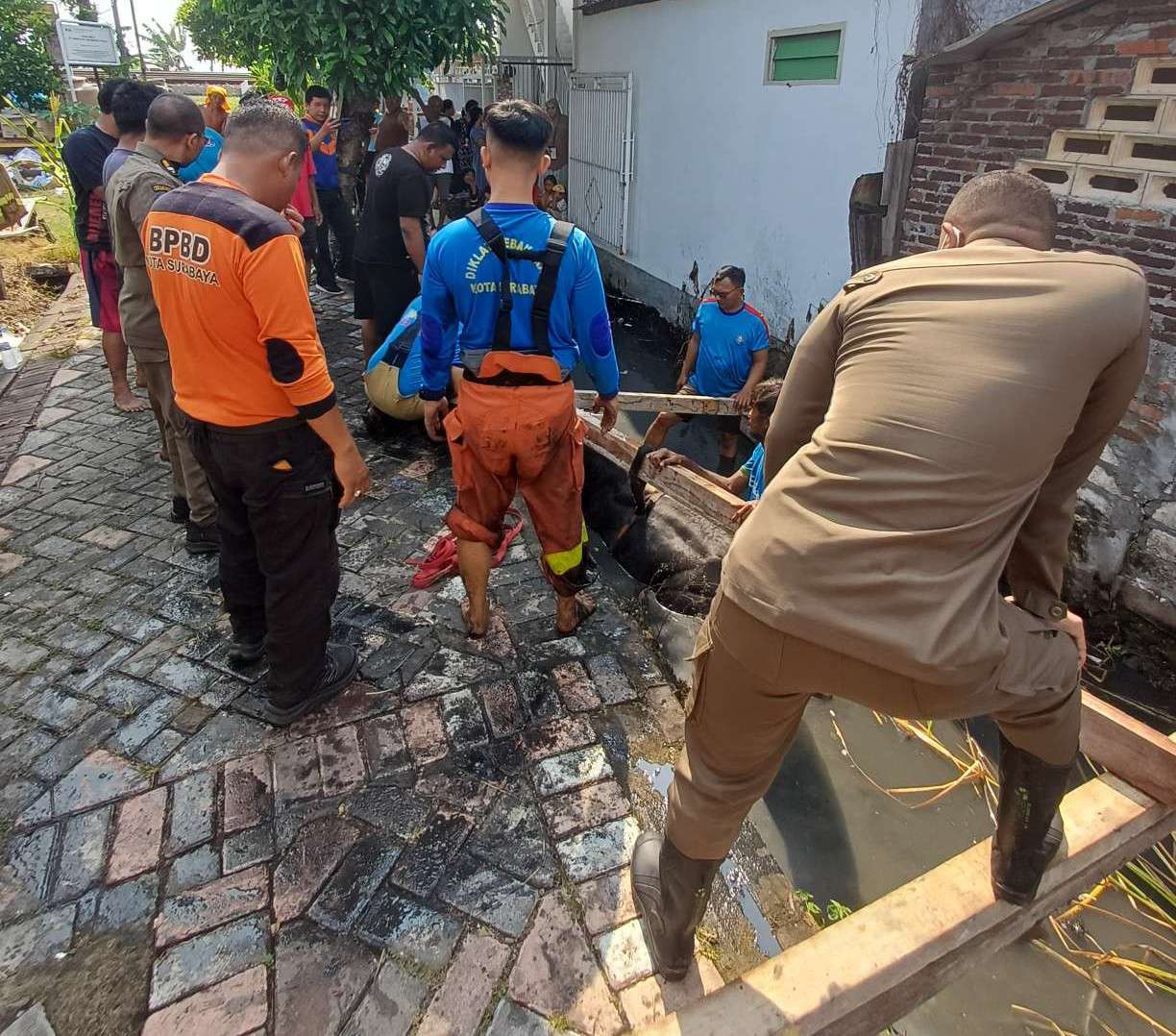 Foto: Petugas gabungan BPBD dan DPKP Surabaya mengevakuasi sapi yang tercebur ke sungai di Jalan Raci Gang 2 Benowo Surabaya.