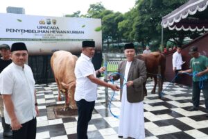 Iduladha 1447 H, Kapolda Jatim Salurkan 127 Sapi dan 22 Kambing untuk Pesantren hingga Yatim Piatu