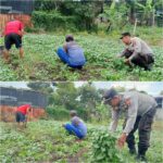 Polres Pelabuhan Tanjung Perak Panen Raya Bayam, Perkuat Ketahanan Pangan di Kenjeran Surabaya