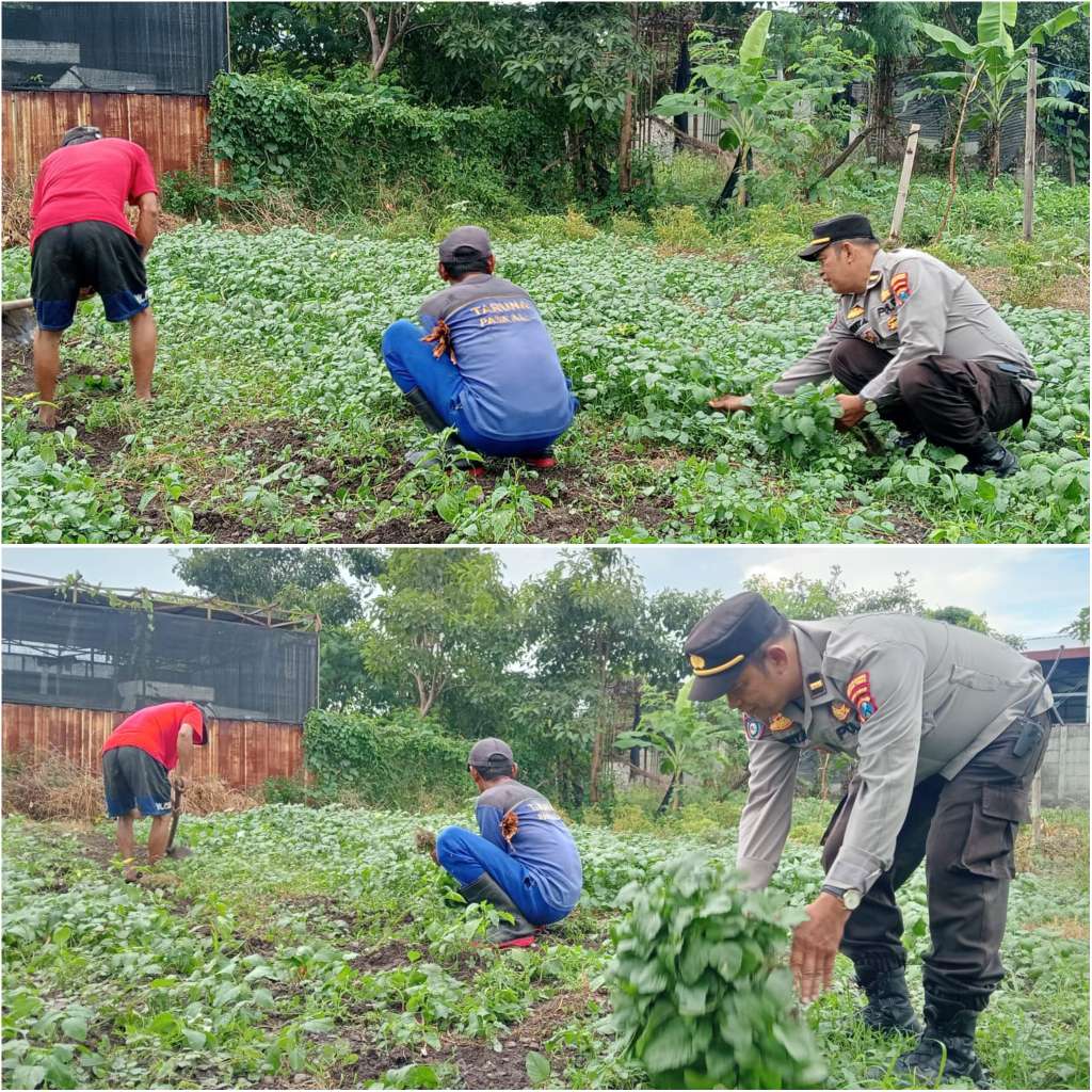 Foto: Kegiatan panen raya bayam oleh Polres Pelabuhan Tanjung Perak bersama kelompok tani di Tambak Wedi Kenjeran Surabaya untuk mendukung ketahanan pangan lokal.