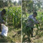 Polisi dan Petani Bersinergi, Panen Jagung di Jambangan Perkuat Ketahanan Pangan Surabaya