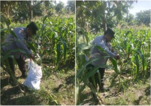Polisi dan Petani Bersinergi, Panen Jagung di Jambangan Perkuat Ketahanan Pangan Surabaya