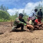 Bedengan Rampung, Lahan Program TMMD di Kampung Keakwa Siap Ditanami