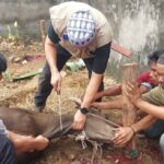 Sambut Idul Adha 1447 H, Masjid Barokah Lubuklinggau Sembelih 11 Sapi dan 6 Kambing