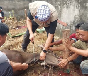 Sambut Idul Adha 1447 H, Masjid Barokah Lubuklinggau Sembelih 11 Sapi dan 6 Kambing
