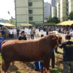 Pangdam Jaya Hadiri Sholat Idul Adha dan Serahkan Hewan Kurban Secara Simbolis di Makodam Jaya