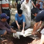 Kodim 0502/JU Salurkan dan Potong Hewan Kurban untuk Warga Jakarta Utara