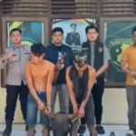 Pencurian Sapi Musi Rawas, Polisi Tangkap Dua Pelaku