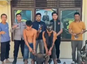 Pencurian Sapi Musi Rawas, Polisi Tangkap Dua Pelaku