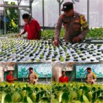 Bhabinkamtibmas Jemur Wonosari Dukung Ketahanan Pangan, Kebun Hidroponik Warga Hasilkan Ribuan Tanaman Produktif