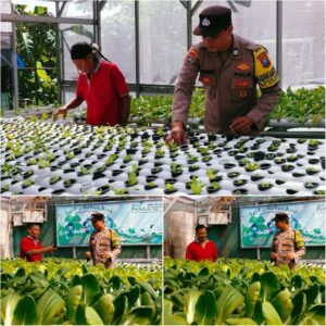 Bhabinkamtibmas Jemur Wonosari Dukung Ketahanan Pangan, Kebun Hidroponik Warga Hasilkan Ribuan Tanaman Produktif