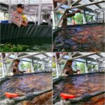 Polri Dukung Ketahanan Pangan, Bhabinkamtibmas Jemur Wonosari Dampingi Budidaya 1.400 Ikan Nila Berteknologi RAS