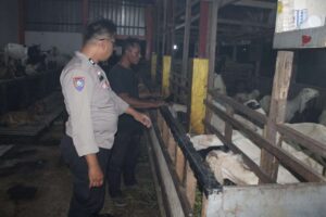 Bhabinkamtibmas Sumberrejo Dukung Peternak Kambing di Pakal, Perkuat Ketahanan Pangan Nasional