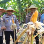 Dukung Asta Cita Presiden, Polres Pelabuhan Tanjung Perak Panen 815 Kg Jagung Pipil di Kenjeran